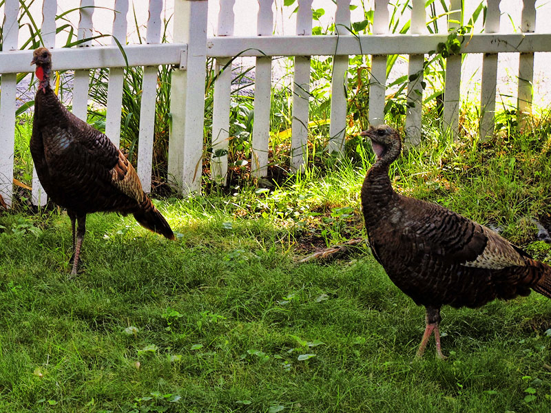 Turkey In the Straw, Kind Of