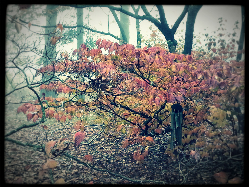 Peering Through the Bush