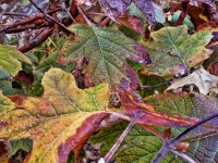 Vivid Leaves