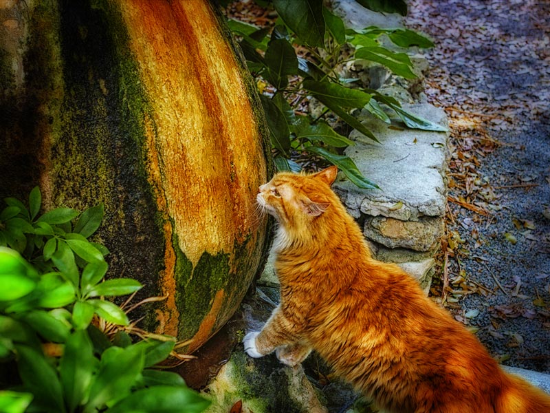 Watering the Cat