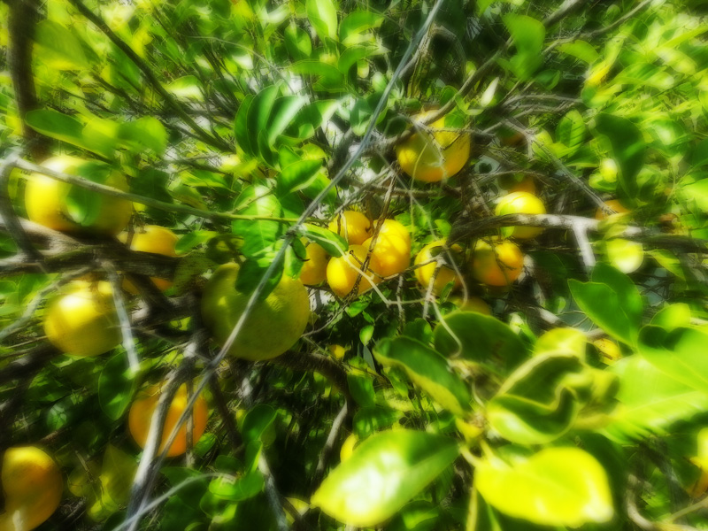 Lemon Tree, Oh So Pretty