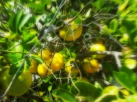 Lemon Tree, Oh So Pretty