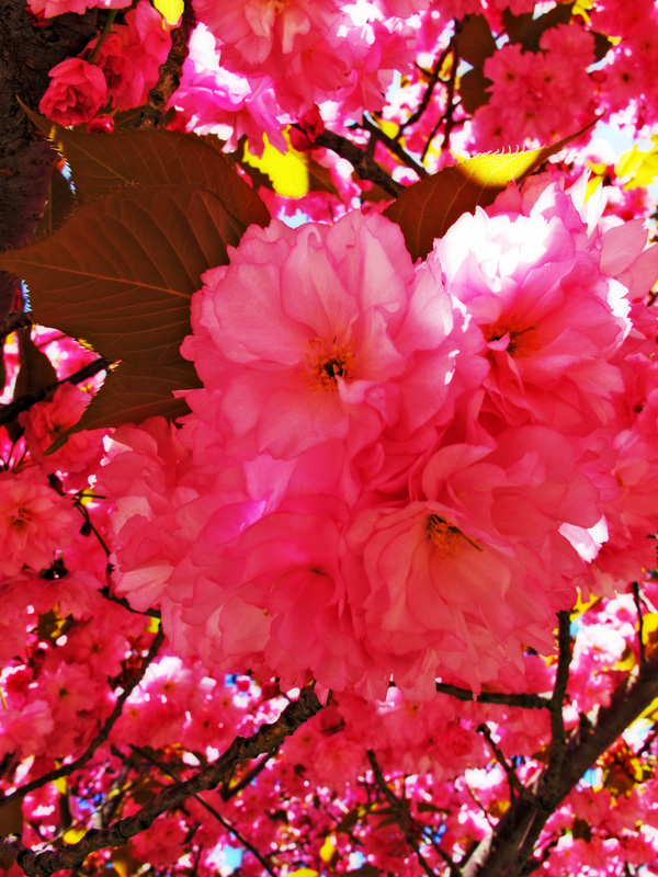 Tree In Bloom