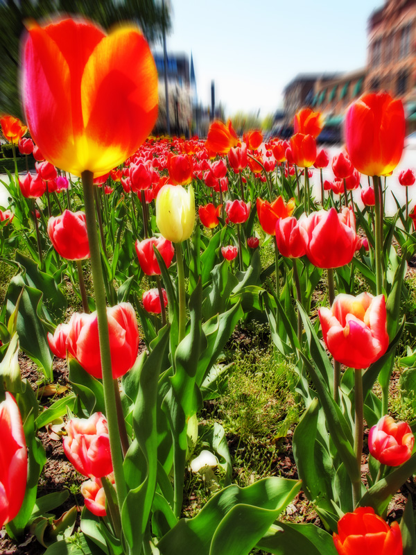 The Tulip Garden