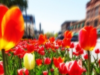 The Tulip Garden