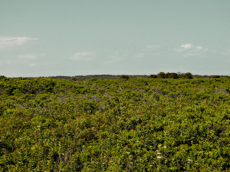 A Sea of Green