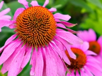 A Touch of Purple