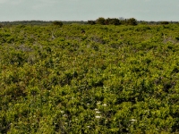 A Sea of Green