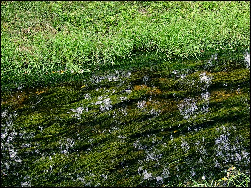 The Mill Stream