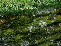 The Mill Stream