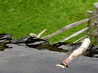 The Mill Stream