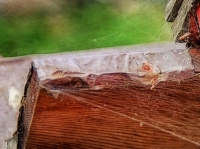Cobwebs