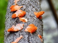 Fungus Among Us